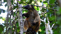 Lumholtz's tree kangaroo (Dendrolagus lumholtzi) standing up in a tree balancing, before beginning to climb, North Queensland, Australia.