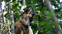 Lumholtz's tree kangaroo (Dendrolagus lumholtzi) feeding whilst standing up in a tree, North Queensland, Australia.