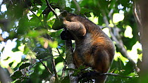 Lumholtz's tree kangaroo (Dendrolagus lumholtzi) standing up in a tree, North Queensland, Australia.