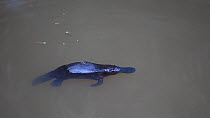 Platypus (Ornithorhynchus anatinus) swimming, Atherton Tablelands, Queensland, Australia.
