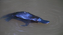 Platypus (Ornithorhynchus anatinus) swimming and feeding, Atherton Tablelands, Queensland, Australia.