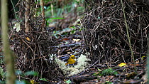 Shot zooming out from a male Golden bowerbird (Prionodura newtoniana) adjusting lichen in the court area to reveal the whole bower, Atherton Tablelands, Queensland, Australia.