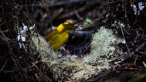 Male Golden bowerbird (Prionodura newtoniana) arriving at bower and adding lichen to the court area, Atherton Tablelands, Queensland, Australia.