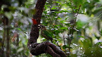 Spotted catbird (Ailuroedus melanotis) vocalising, North Queensland, Australia.