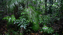 Rain falling in a rainforest, Daintree National Park, North Queensland, Australia.