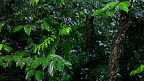 Rain falling in a rainforest, Daintree National Park, North Queensland, Australia.