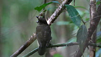 Tooth billed bowerbird (Scenopoeetes dentirostris) vocalising, Atherton Tablelands, Queensland, Australia.