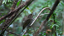 Tooth billed bowerbird (Scenopoeetes dentirostris) vocalising, Atherton Tablelands, Queensland, Australia.