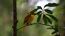 Male Golden bowerbird (Prionodura newtoniana) looking around and wiping its beak on a twig, Atherton Tablelands, Queensland, Australia.