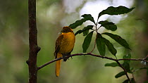 Male Golden bowerbird (Prionodura newtoniana) looking around and wiping its beak on a twig, Atherton Tablelands, Queensland, Australia.
