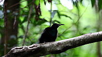 Male Magnificent riflebird (Ptiloris magnificus) vocalising, Iron Range National Park, Cape York Peninsula, North Queensland, Australia.