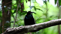 Male Magnificent riflebird (Ptiloris magnificus) vocalising, Iron Range National Park, Cape York Peninsula, North Queensland, Australia.