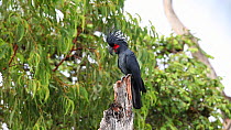 Palm cockatoo (Probosciger aterrimus) displaying and vocalising, Cape York Peninsula, North Queensland, Australia.