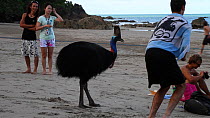 Southern Cassowary female with tourists on the beach, Casuarius casuarius, Moresby Range, Queensland, Australia, 2010.