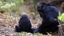 Chimpanzee (Pan troglodytes) sitting with a baby and grooming itself, panning to a pair mutual grooming, Mahale Mountains National Park, Tanzania, East Africa.