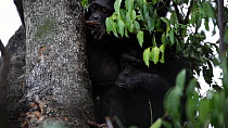 Chimpanzees (Pan troglodytes) in a tree using pieces of grass to pull ants from a hole to eat, Mahale Mountains National Park, Tanzania.