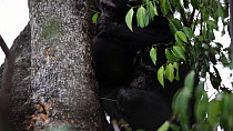 Chimpanzees (Pan troglodytes) in a tree using pieces of grass to pull ants from a hole to eat, Mahale Mountains National Park, Tanzania.