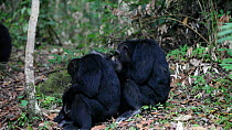 Chimpanzees (Pan troglodytes) mutual grooming, Mahale Mountains National Park, Tanzania.