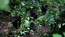 Male Chimpanzees (Pan troglodytes) attacking the alpha male of their troop, Mahale Mountains National Park, Tanzania.
