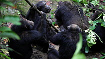 Male Chimpanzees (Pan troglodytes) attacking the alpha male of their troop, Mahale Mountains National Park, Tanzania.