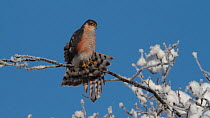 Male Sparrowhawk (Accipiter nisus) perched in a snow covered tree preening and stretching its wings, Upper Bavaria, Germany, January.
