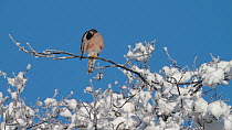 Male Sparrowhawk (Accipiter nisus) perched in a snow covered tree preening and tucking its foot in to keep warm, Upper Bavaria, Germany, January.