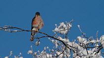 Male Sparrowhawk (Accipiter nisus) perched in a snow covered tree preening and tucking its foot in to keep warm, Upper Bavaria, Germany, January.