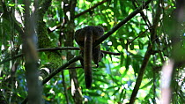 Golden bamboo lemur (Hapalemur aureus) eating a bamboo shoot, Ranomafana National Park, Madagascar.