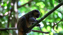 Golden bamboo lemur (Hapalemur aureus) eating a bamboo shoot, Ranomafana National Park, Madagascar.