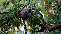 Ring-tailed lemur (Lemur catta) with baby feeding in a tamarind tree, Berenty Reserve, Madagascar.