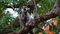 Ring-tailed lemur (Lemur catta) with baby in a tamarind tree, Berenty Reserve, Madagascar.