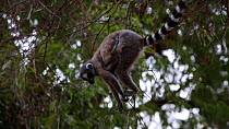 Ring-tailed lemur (Lemur catta) with baby feeding from very thin branches, Berenty Reserve, Madagascar.