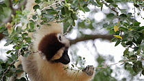 Verreaux's Sifaka (Propithecus verreauxi) feeding in a tree, Berenty Reserve, Madagascar.