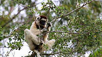 Verreaux's Sifaka (Propithecus verreauxi) feeding in a tree, Berenty Reserve, Madagascar.