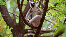 Tilt shot up to a Ring-tailed lemur (Lemur catta) in a tree, Berenty Reserve, Madagascar.