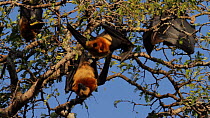 Flying foxes (Pteropus rufus) roosting in a tree, Berenty Reserve, Madagascar.