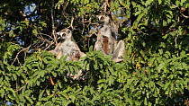 Ring-tailed lemur (Lemur catta) grooming another lemur with a baby in a tamarind tree, Berenty Reserve, Madagascar.