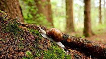 Timelapse of an Edible snail (Helix pomatia) moving up a fallen tree, Bavaria, Germany, April.