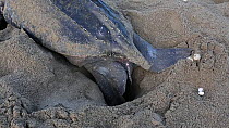 Leatherback turtle (Dermochelys coriacea) using rear flippers to dig a nest, Trinidad, West Indies.