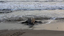 Leatherback turtle (Dermochelys coriacea) returning to the sea after laying its eggs, Trinidad, West Indies.