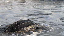 Leatherback turtle (Dermochelys coriacea) returning to the sea after laying its eggs, Trinidad, West Indies.