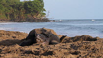 Leatherback turtle (Dermochelys coriacea) digging a nest, Trinidad, West Indies.