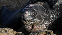 Leatherback turtle (Dermochelys coriacea) digging a nest, Trinidad, West Indies.
