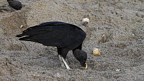 American black vulture (Coragyps atratus) eating Leatherback turtle (Dermochelys coriacea) eggs on a beach, Trinidad, West Indies.