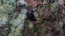 Trapdoor spider (Ctenizidae) at trapdoor entrance, retreats into burrow, Panguana Reserve, Huanuco Province, Peru.