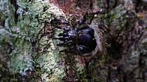 Trapdoor spider (Ctenizidae) at trapdoor entrance, Panguana Reserve, Huanuco Province, Peru.
