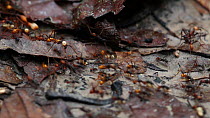 Army ants (Eciton burcellii) carrying eggs on a trail in a rainforest, Panguana Reserve, Huanuco Province, Peru.