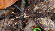 Army ants (Eciton burcellii) carrying eggs on a trail in a rainforest, Panguana Reserve, Huanuco Province, Peru.