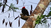 Crimson crested woodpecker (Campephilus melanoleucos) preening and drumming, Panguana Reserve, Huanuca Province, Peru.