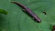 Nauta salamander (Bolitoglossa altamazonica) walking along a leaf, Panguana Reserve, Huanuca Province, Peru.